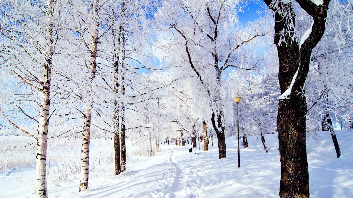 ѩľɫֽ