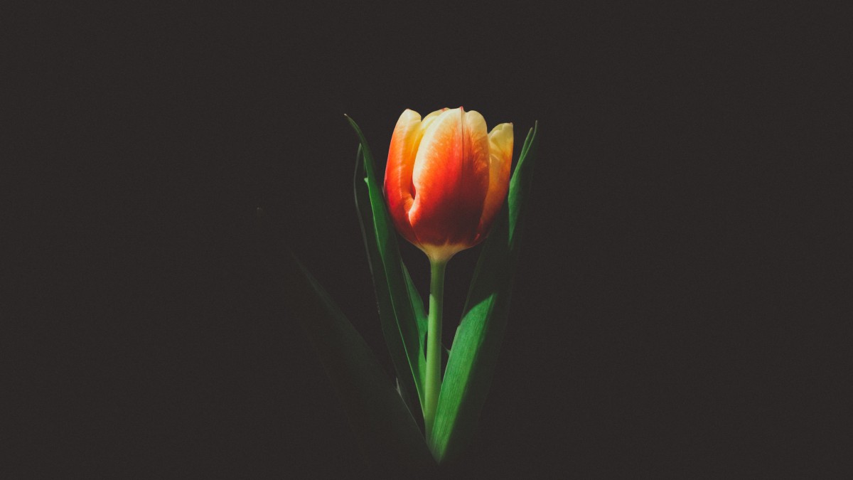 ŵͼƬ