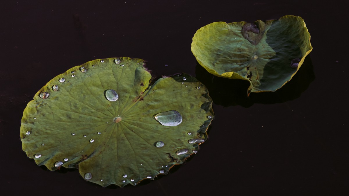 Ҷϵˮ¶ͼƬ
