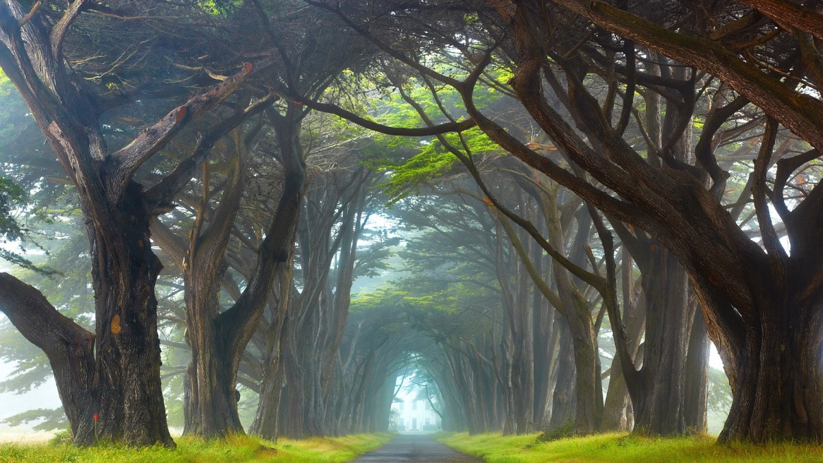 羰ͼƬֽ