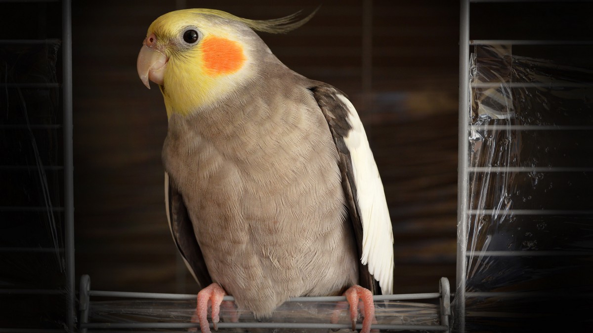 ͼƬȫ