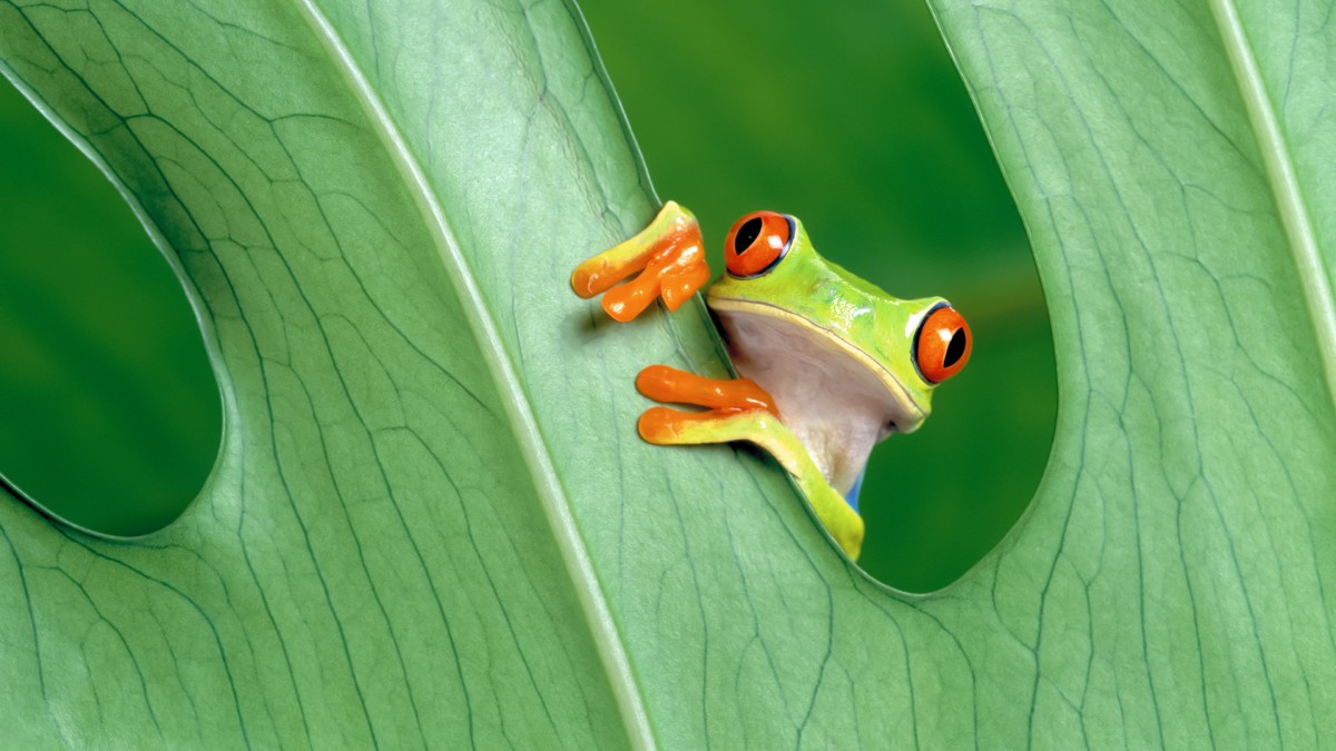 ƻMacSierraϵͳֽ