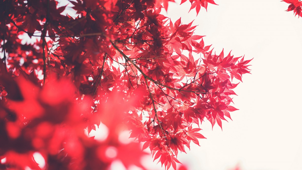 ＾ҶͼƬ