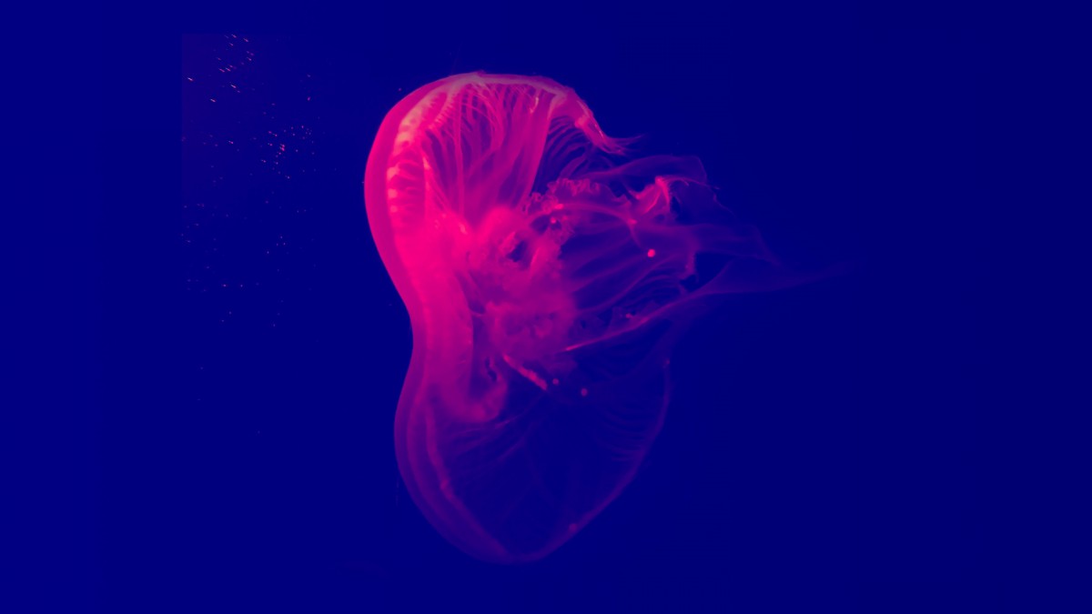 ˮĸͼƬֽ