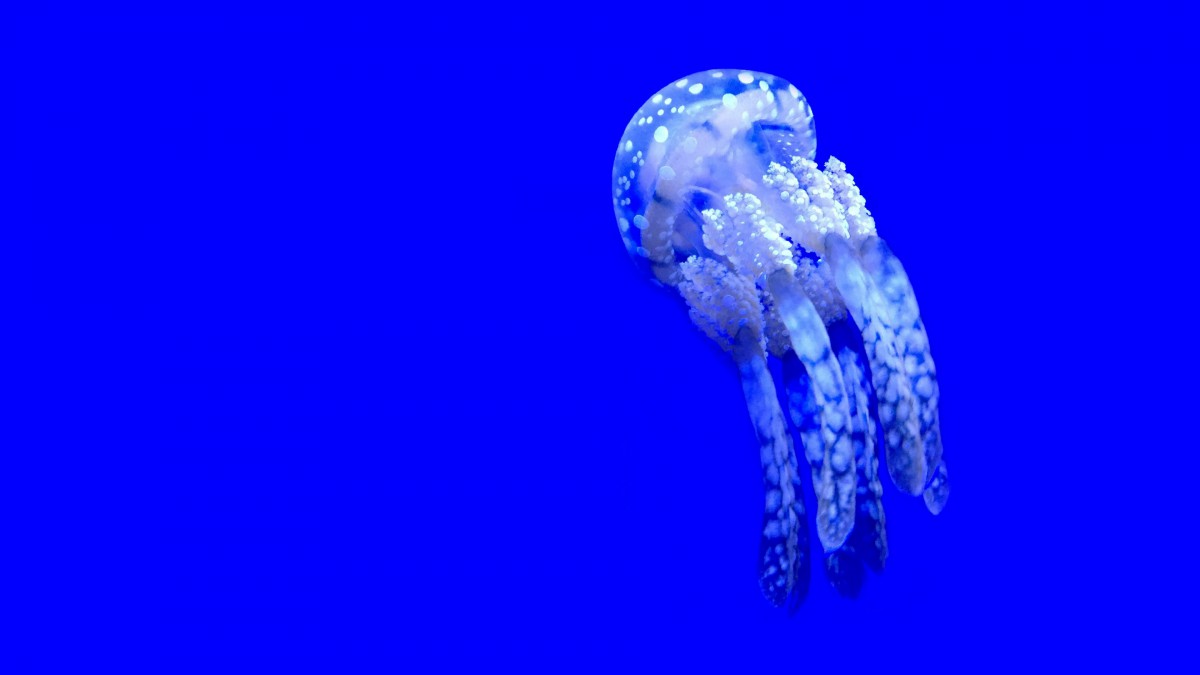 ˮĸͼƬֽ