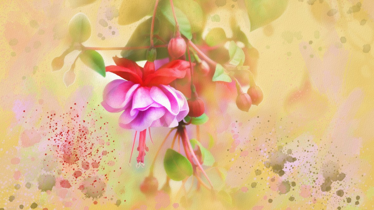 ֻ滨ˮʻͼƬ