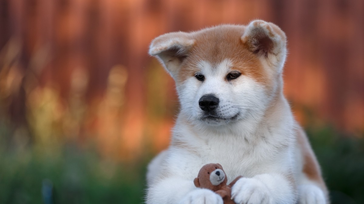 ȮͼƬ