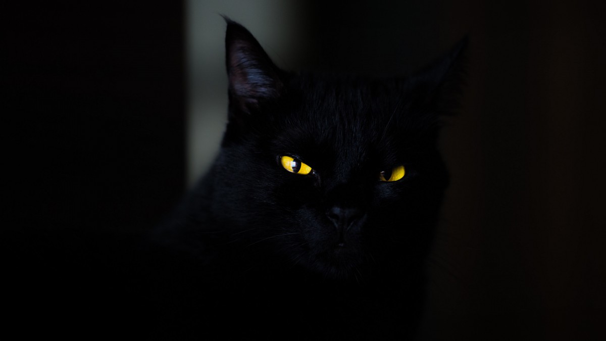 èͼƬ