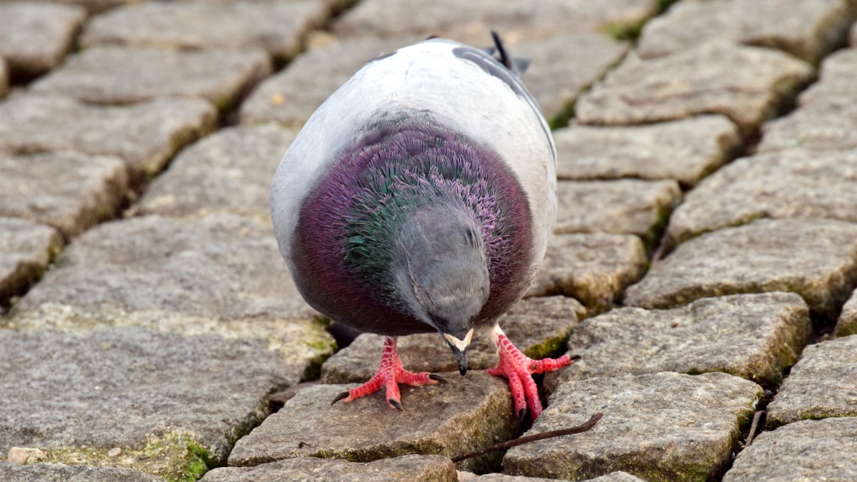 ɫĸͼƬ