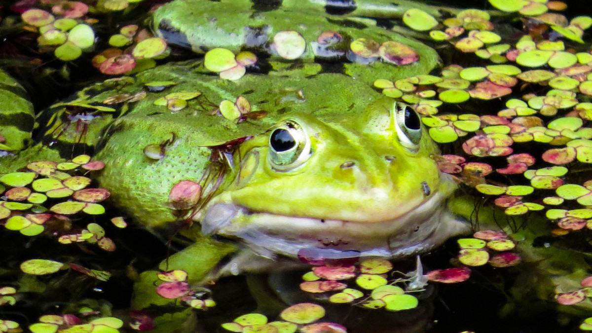 ͼƬ