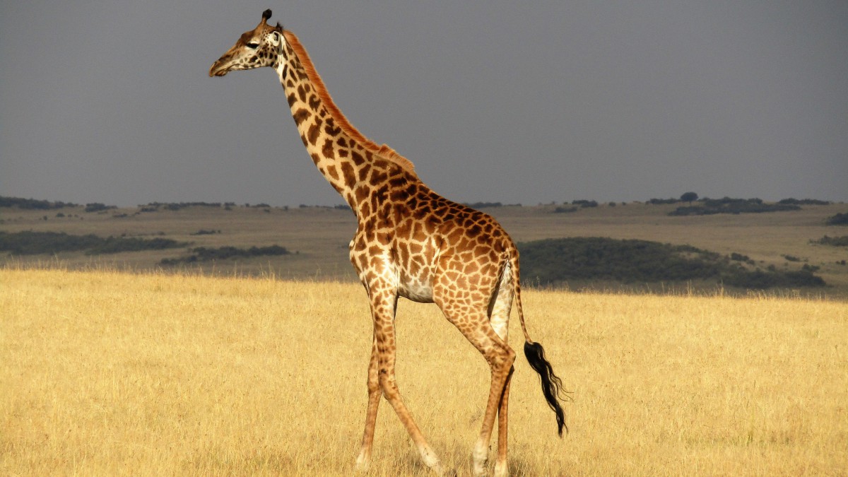 ԭϵĳ¹ͼƬ