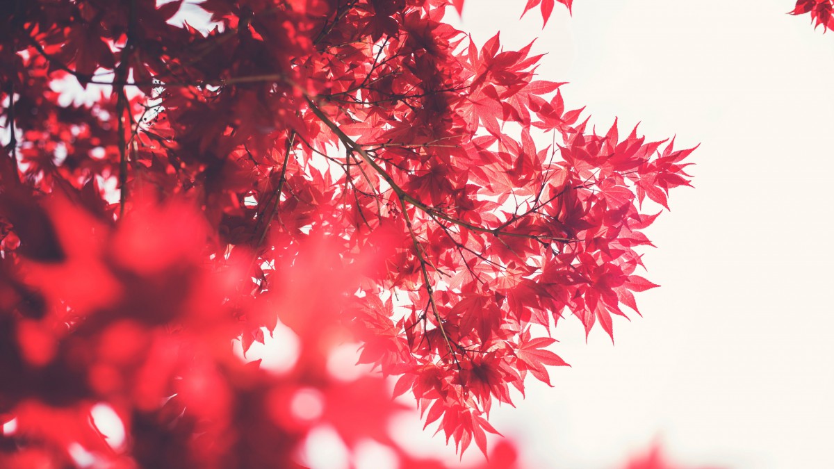 ĺҶͼƬ