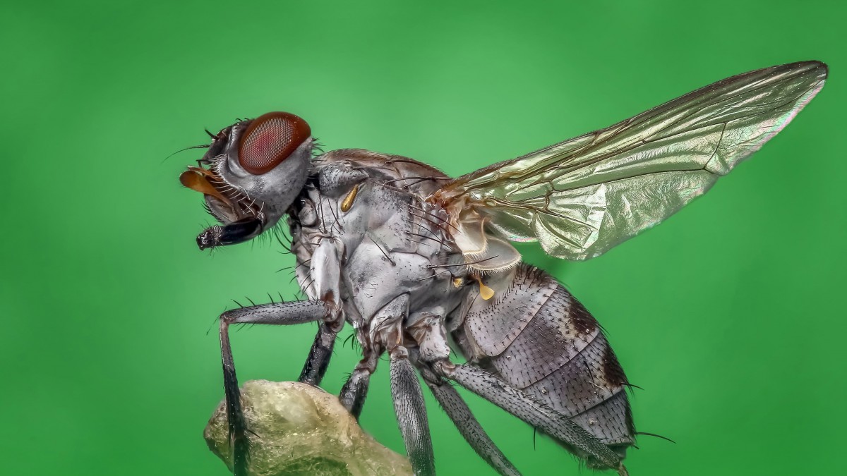ӬͼƬ