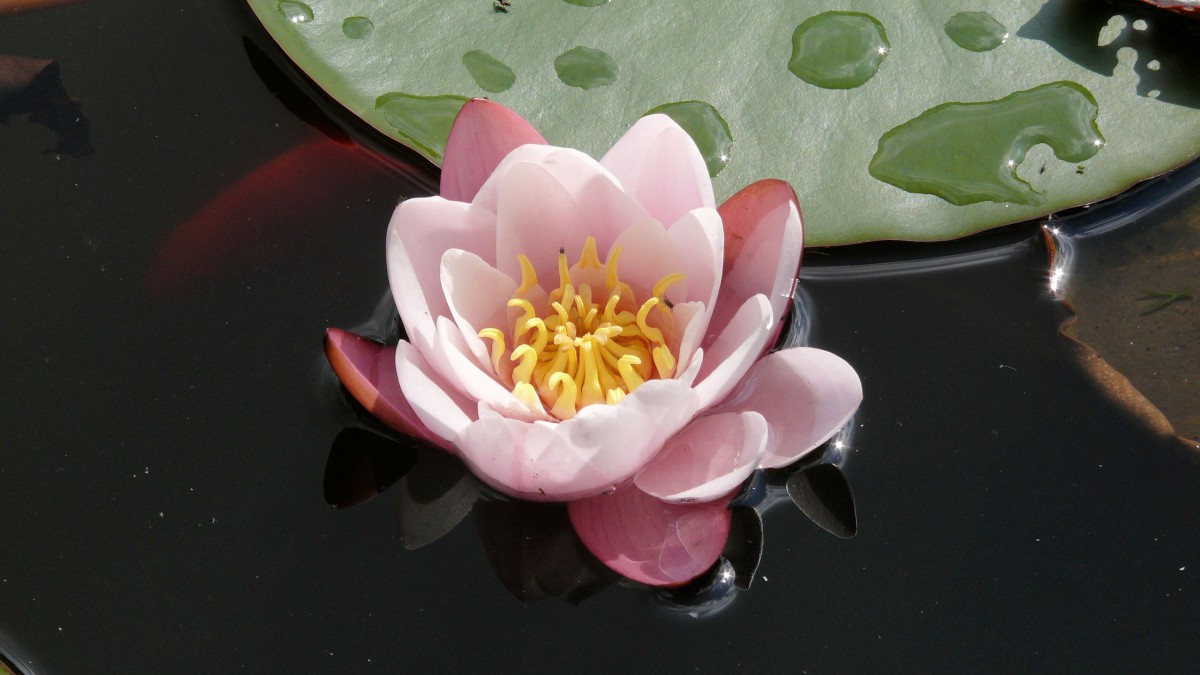 ˯ͼƬȫ