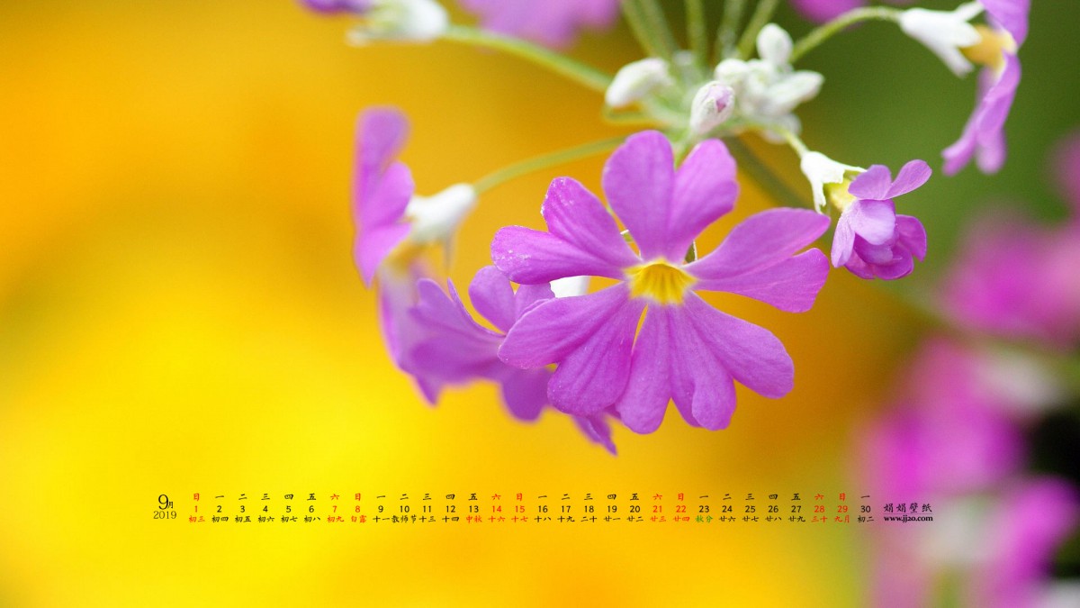 20199ֽ