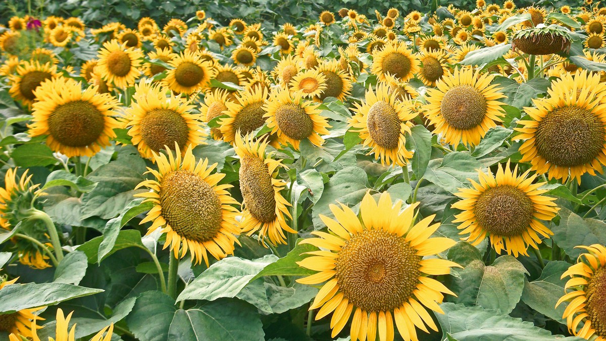 ƯտͼƬ
