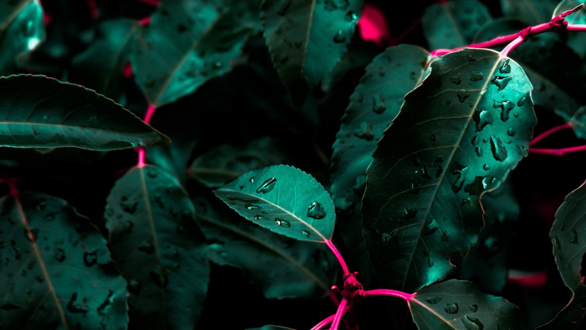 ֲҶϵ¶ͼƬ