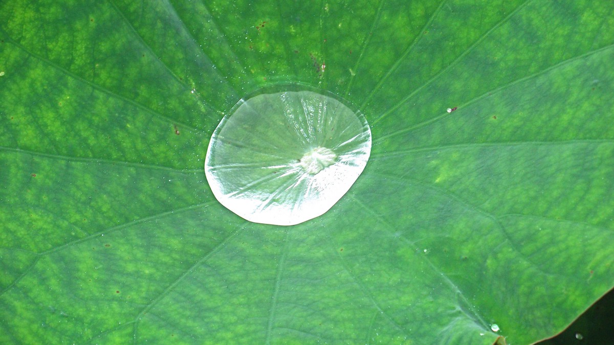 Ҷϵ¶ͼƬ