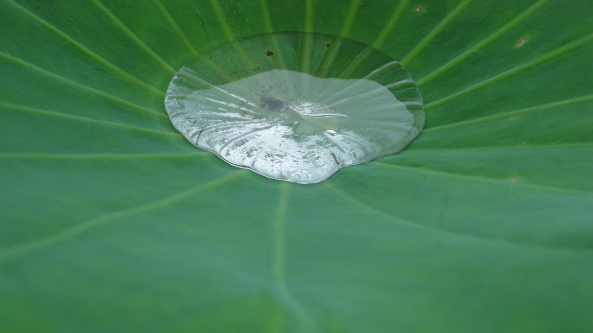 Ҷϵ¶ͼƬ