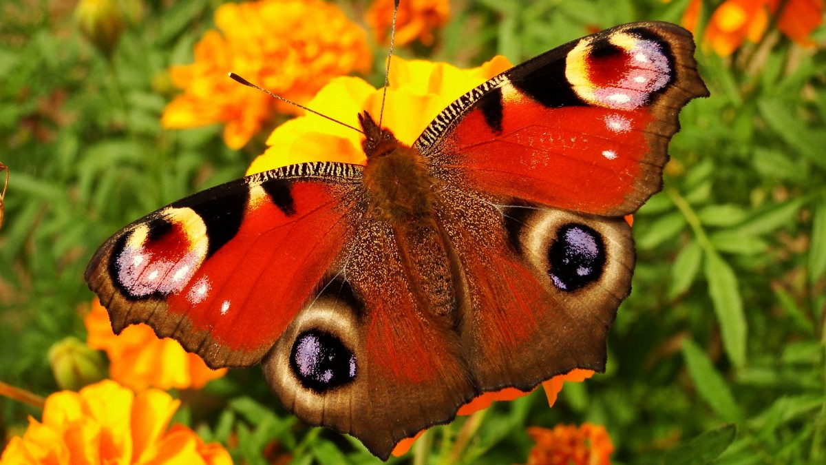 ĿȸͼƬ