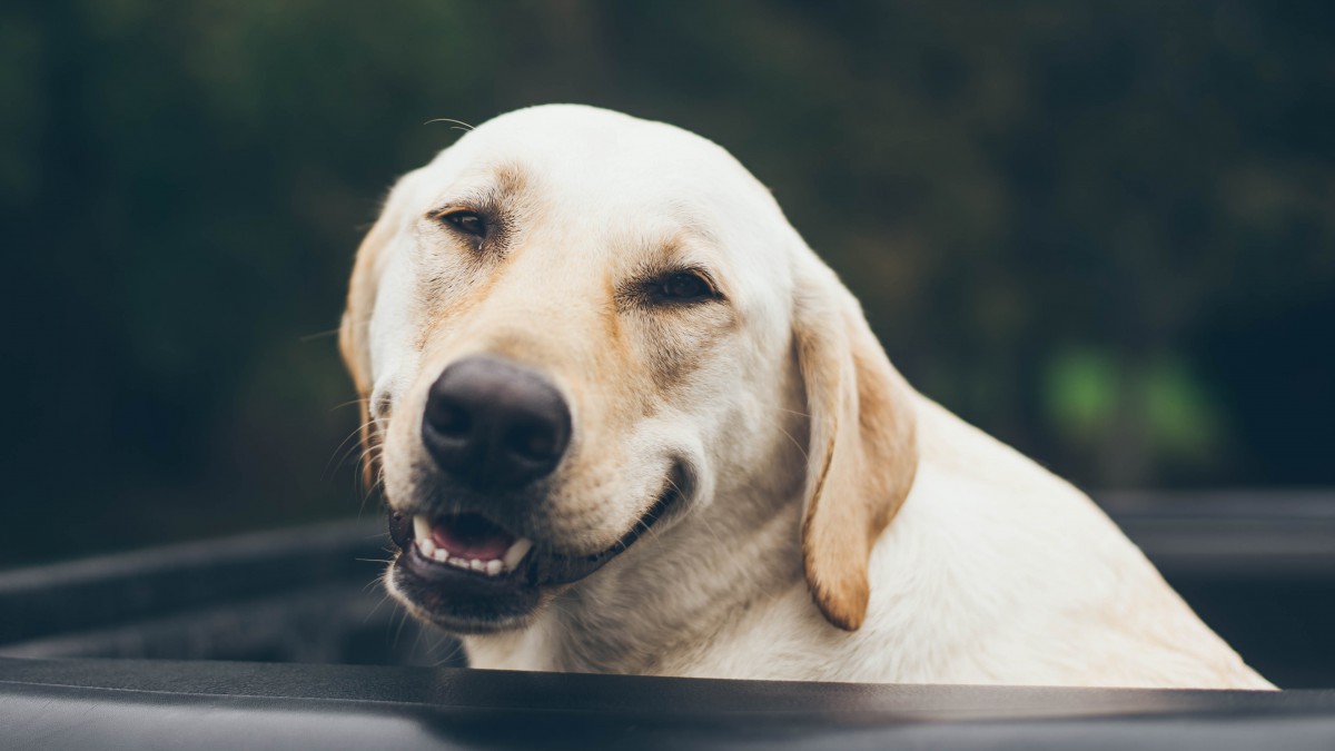 ȮͼƬ
