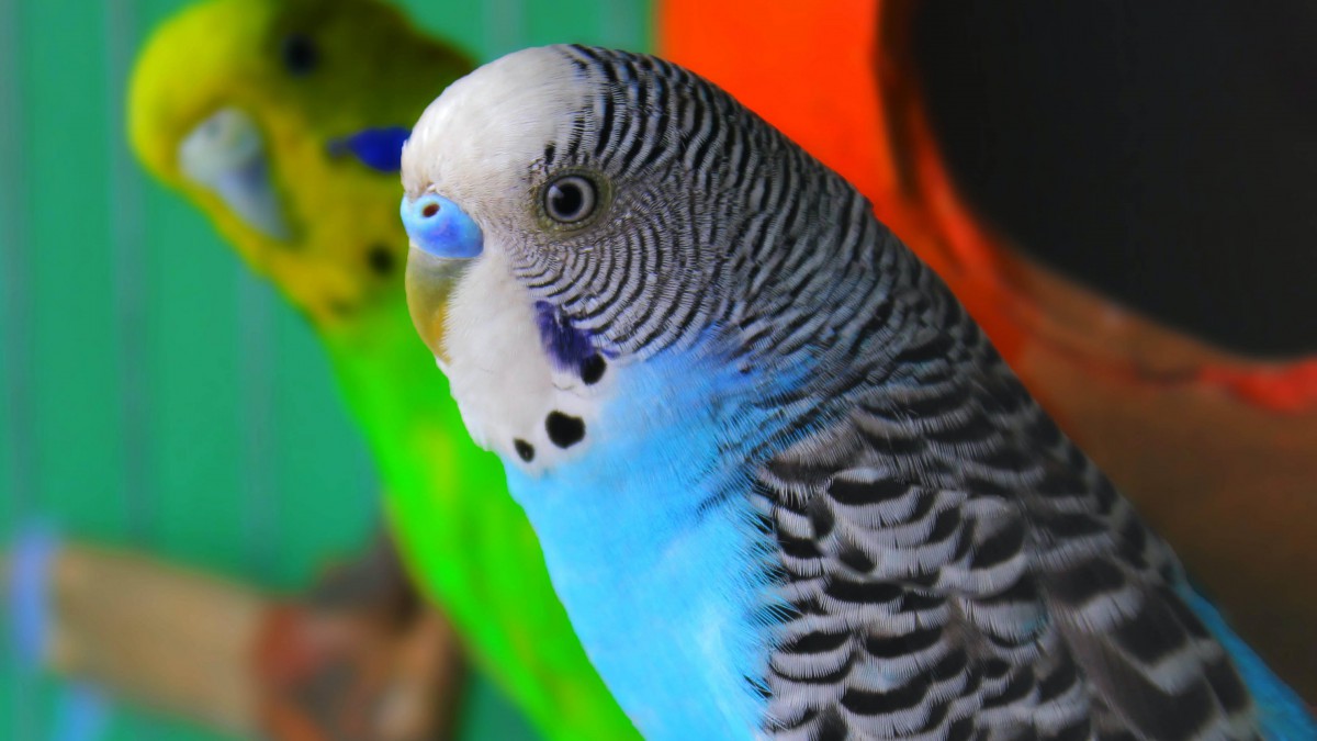ƤͼƬȫ