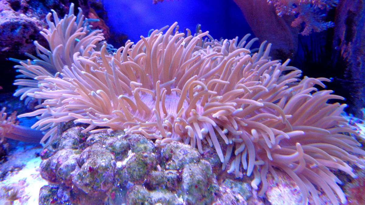 ɫʷḻɺͼƬ