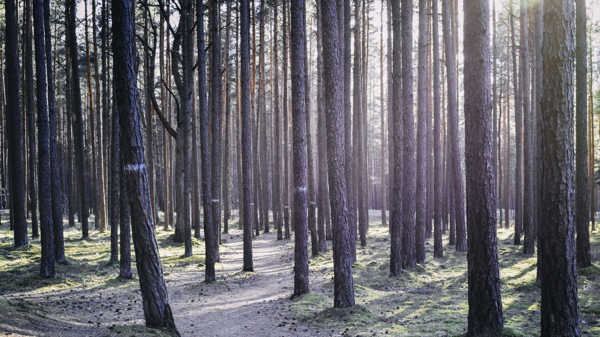 ľСͼƬ