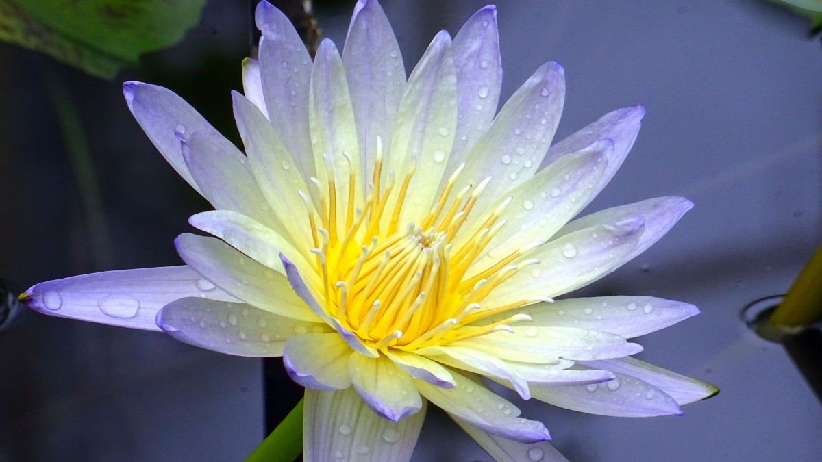 ŵ˯ͼƬ