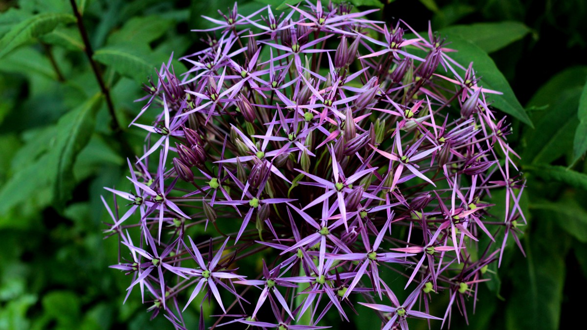 ʹдлͼƬȫ