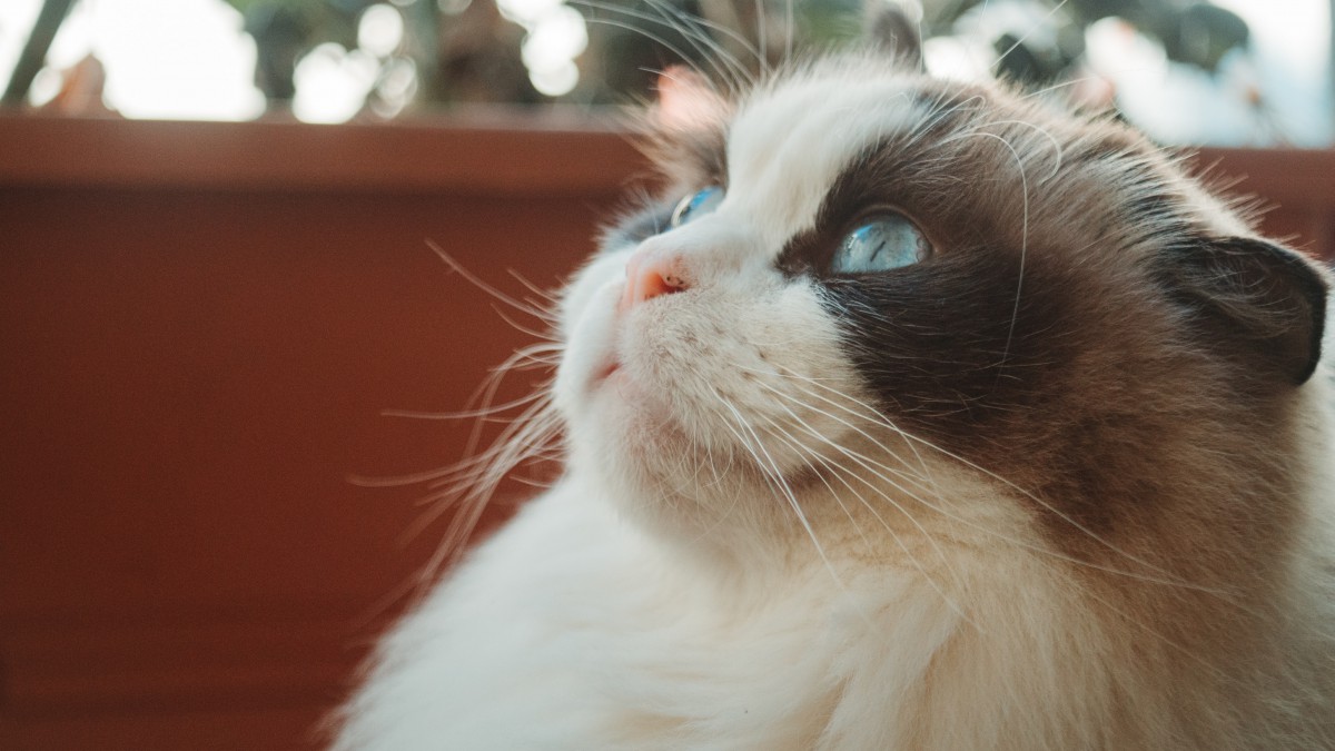 岼żèͼƬ