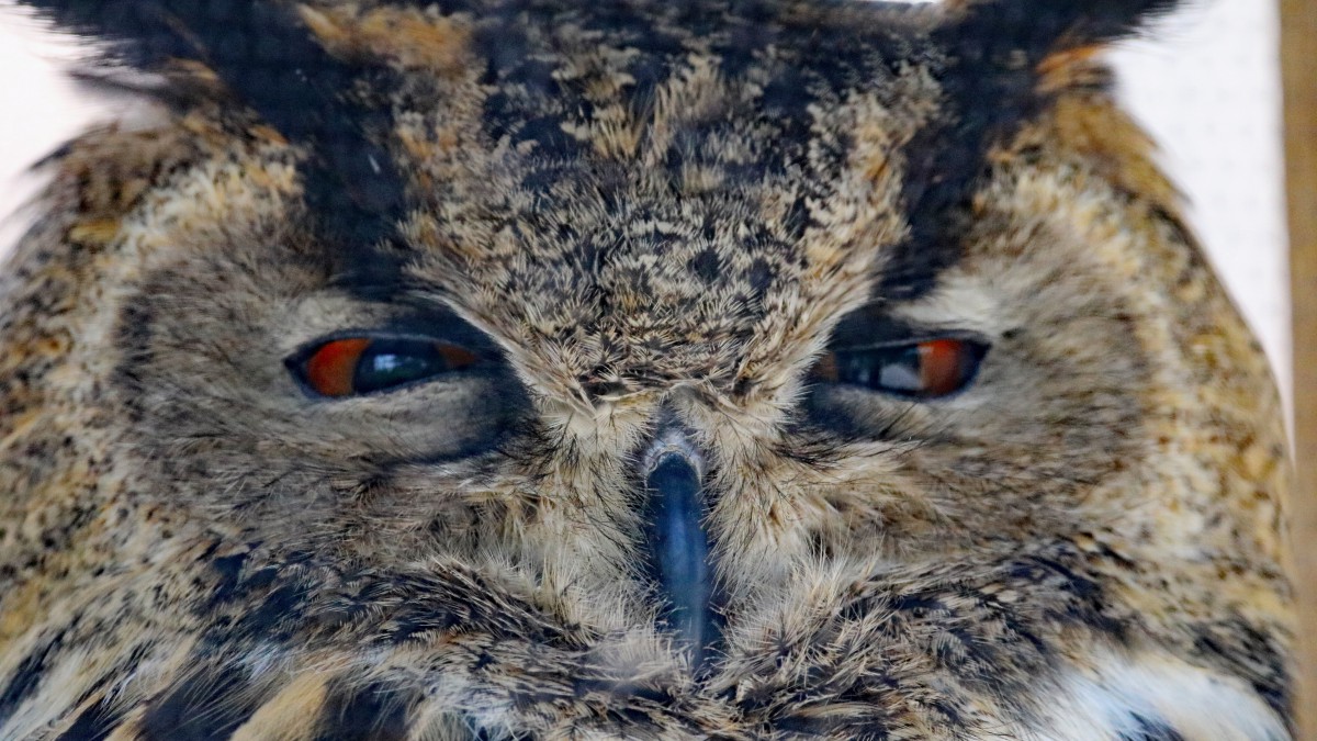 èͷӥ^ͼƬ