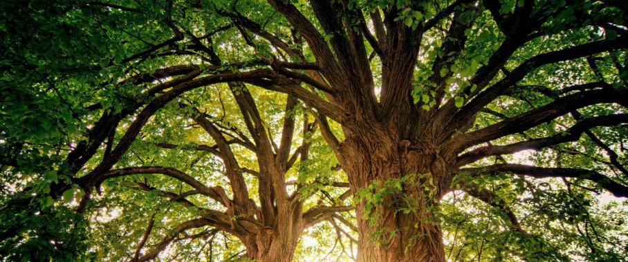 ֦��Ҷï�Ĵ���ͼƬ