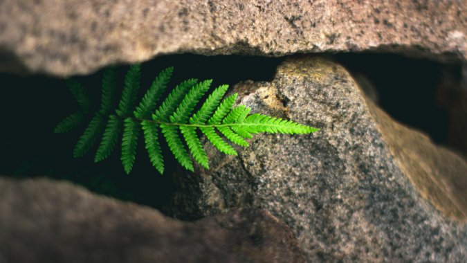 ާֲʯѣ2021ɫֲдͼƬ