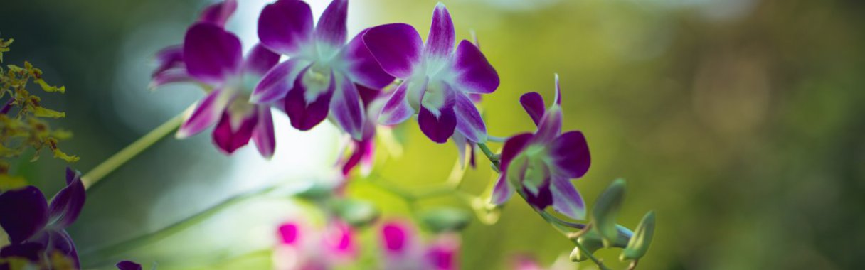 ��ɫʯ����ͼƬ