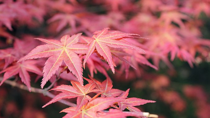 죬Ҷ2022꣬Ȼ壬ƬͼƬ