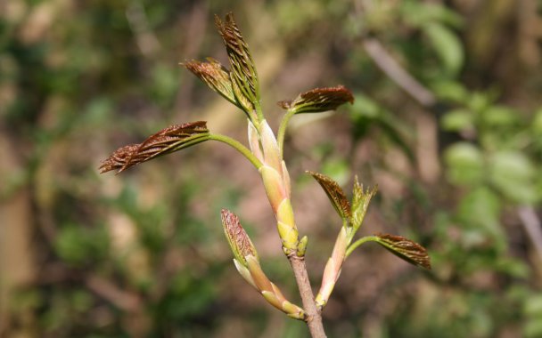 ֲ����ҶͼƬ