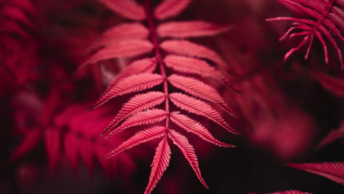 ��ɫֲ��֦ҶͼƬ