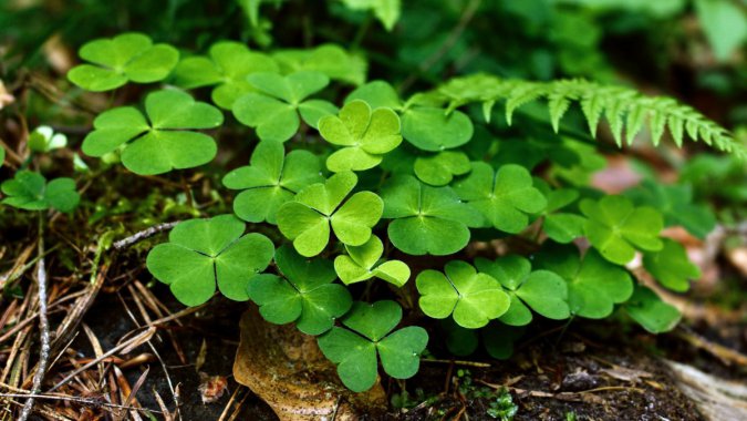 ֣ʪɫҶҶݣ壬дͷͼƬ