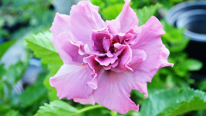 �ۺ�ɫ�ģ�ܽ�أ�������д����ƬͼƬ