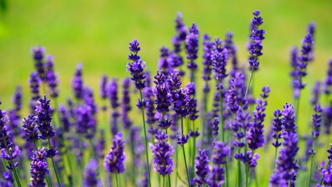 ��ɫ������ɫ���ݵ飬��ԭ����ͼƬ