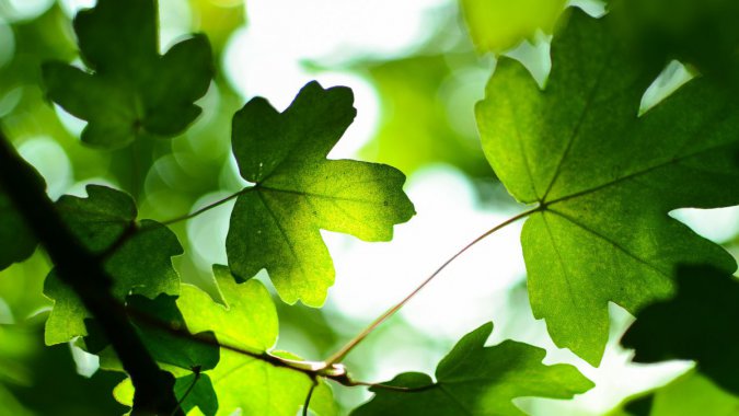 ���죬��ɫ��������Ҷ�ӣ�����ͼƬ