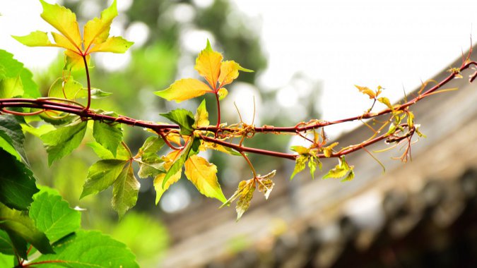 ��Ҷ��2022��ֲ����壬��ƬͼƬ