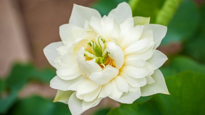 �ļ���ʢ�����ף���������ɫ��ҶͼƬ