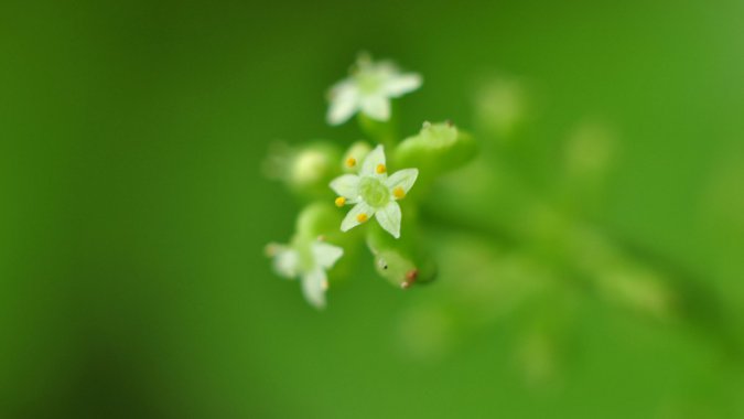 ��ɫ����������2022����Ȼ��ֲ����壬��ƬͼƬ