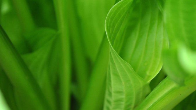 ���죬��������ɫ��ֲ�Ҷ�ӣ���дͼƬ