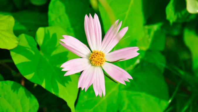 �ۺ�ɫ��¶÷��2022��ֲ����壬��ƬͼƬ