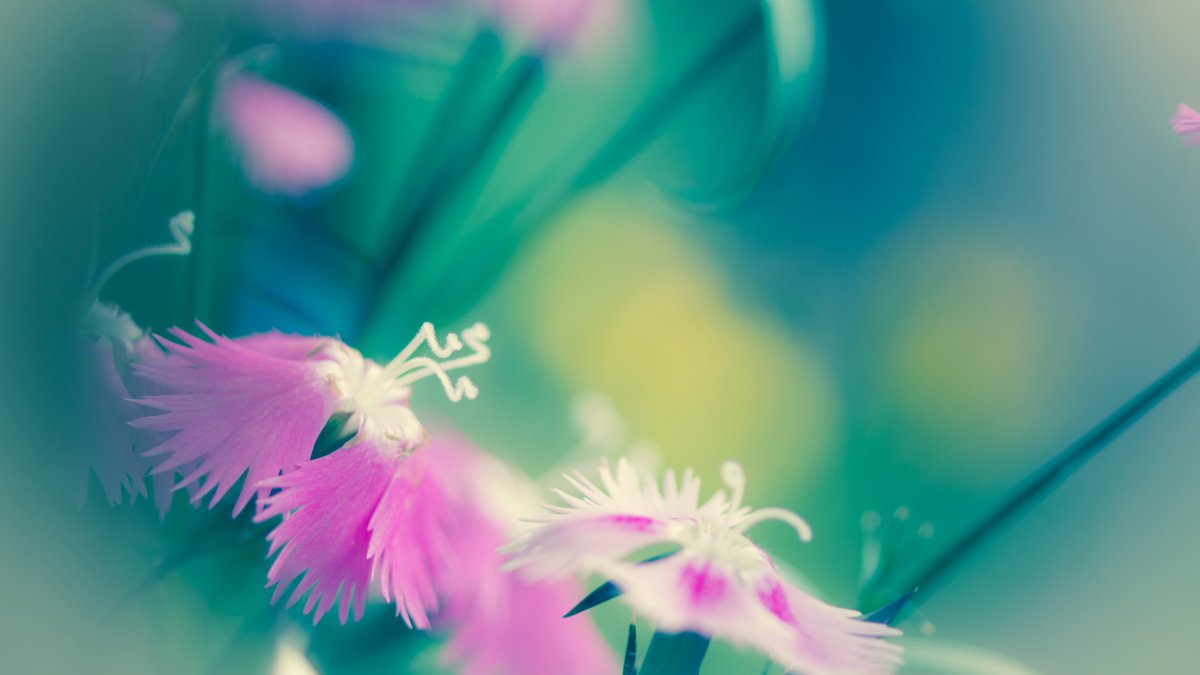 ķۺɫʻͼƬ
