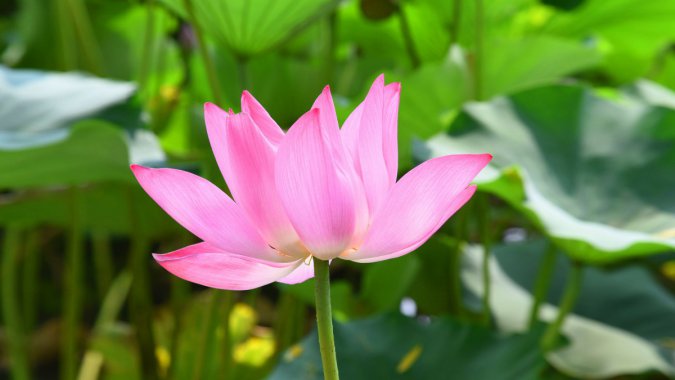 ļۺɫĺɻҶ΢ƬͼƬ