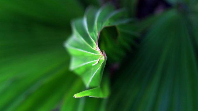 ɫ鵣ҶֲдͷͼƬ